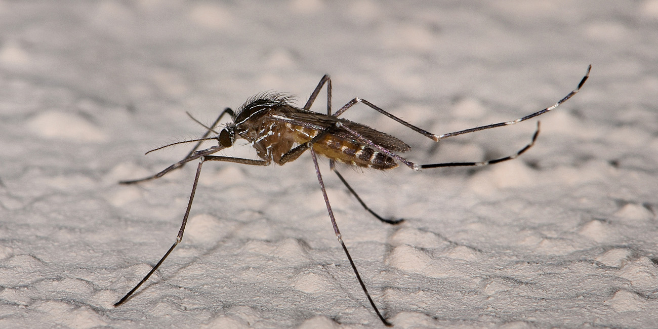 Culicidae: Orthopodomyia pulcripalpis, femmina